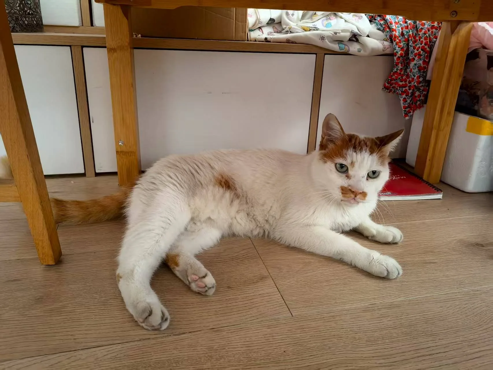 Mango lying beneath a table at home