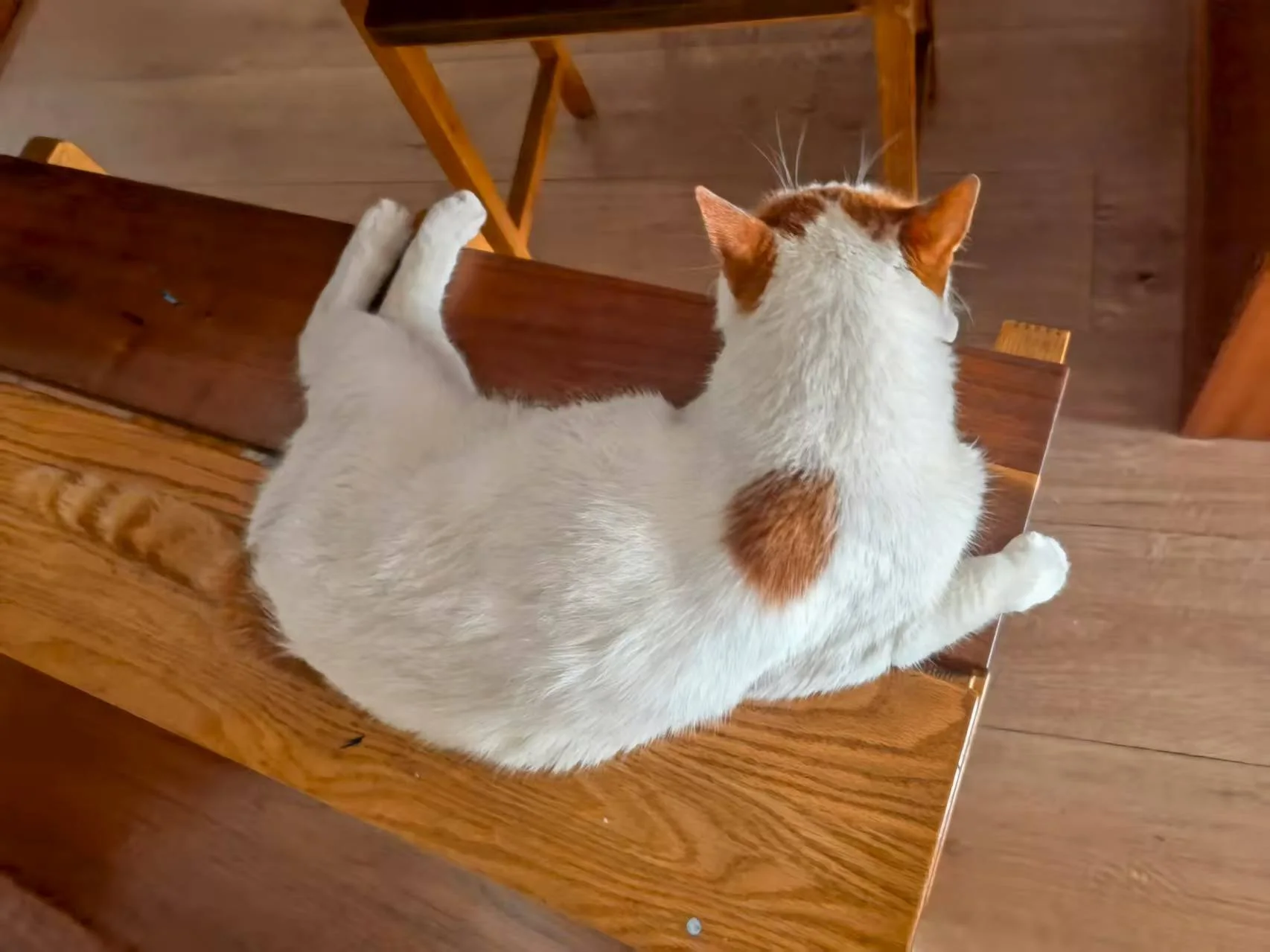 Mango lying on a wooden chair at home